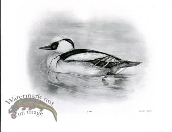 Bird 24  SMEW